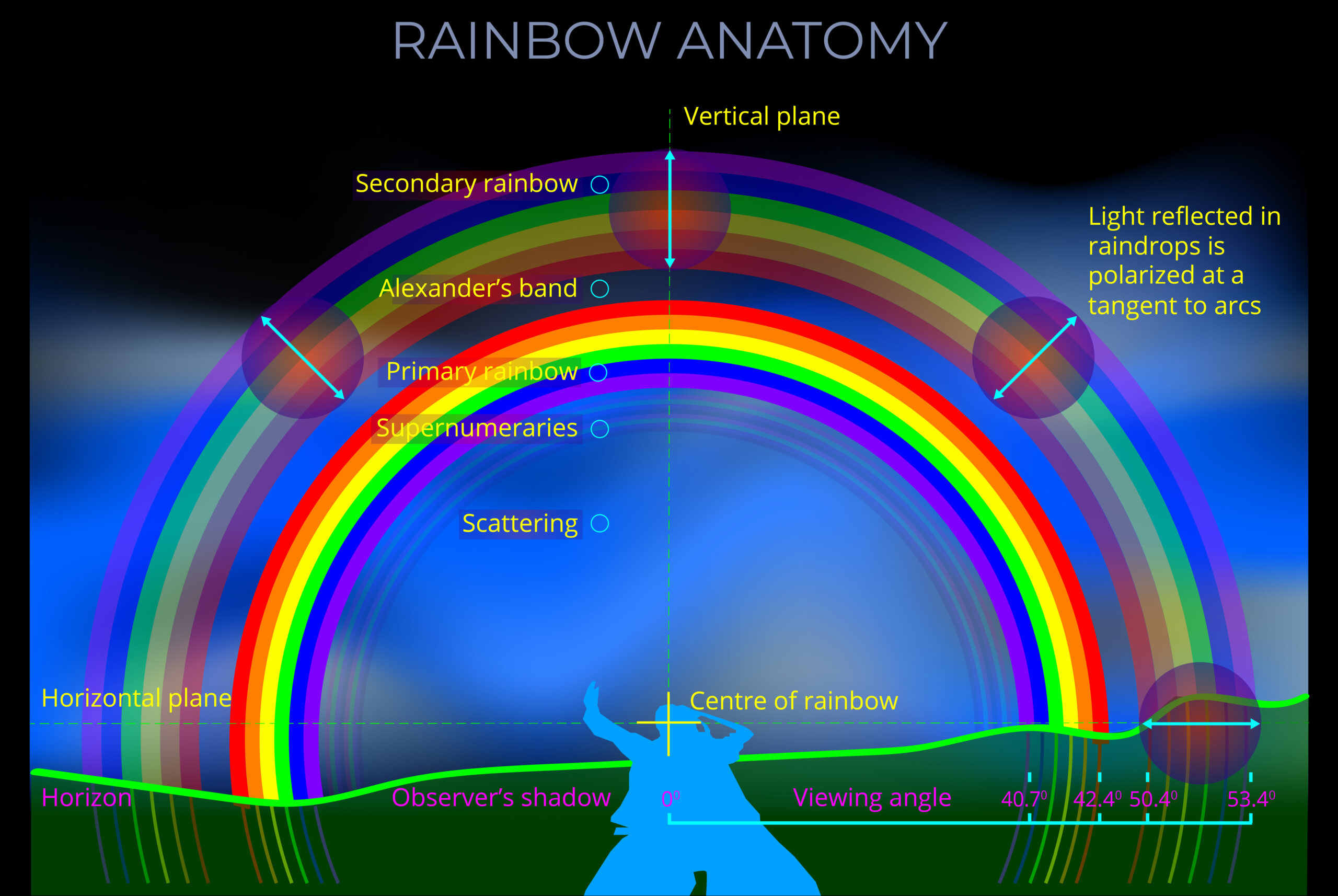 Rainbow Anatomy