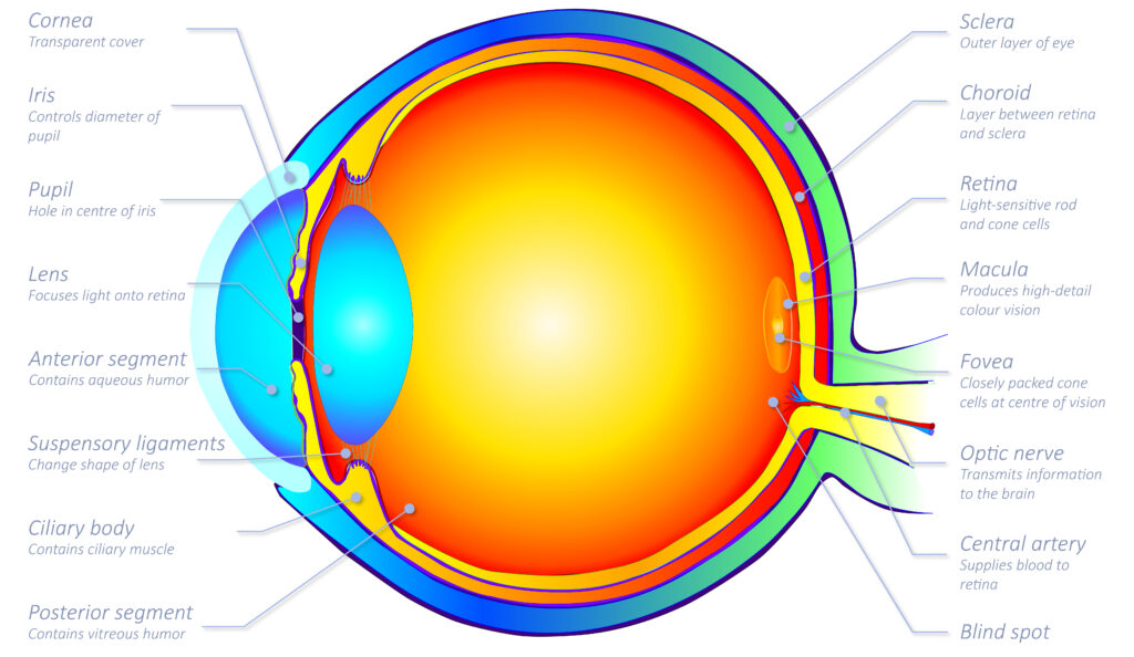 Human Eye in Cross Section - 
