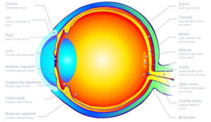 Human Eye in Cross Section - 