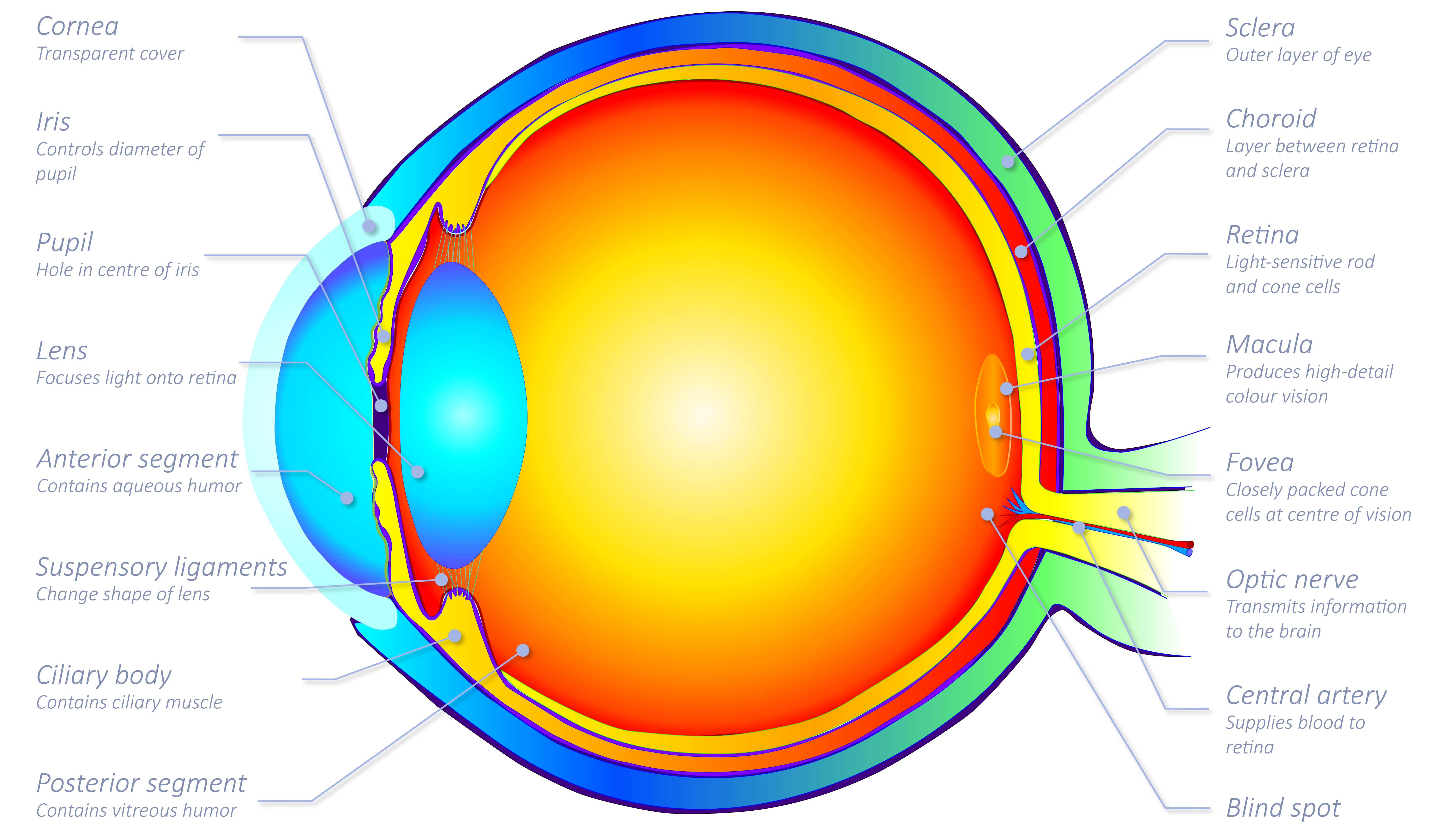 Human Eye in Cross Section - 