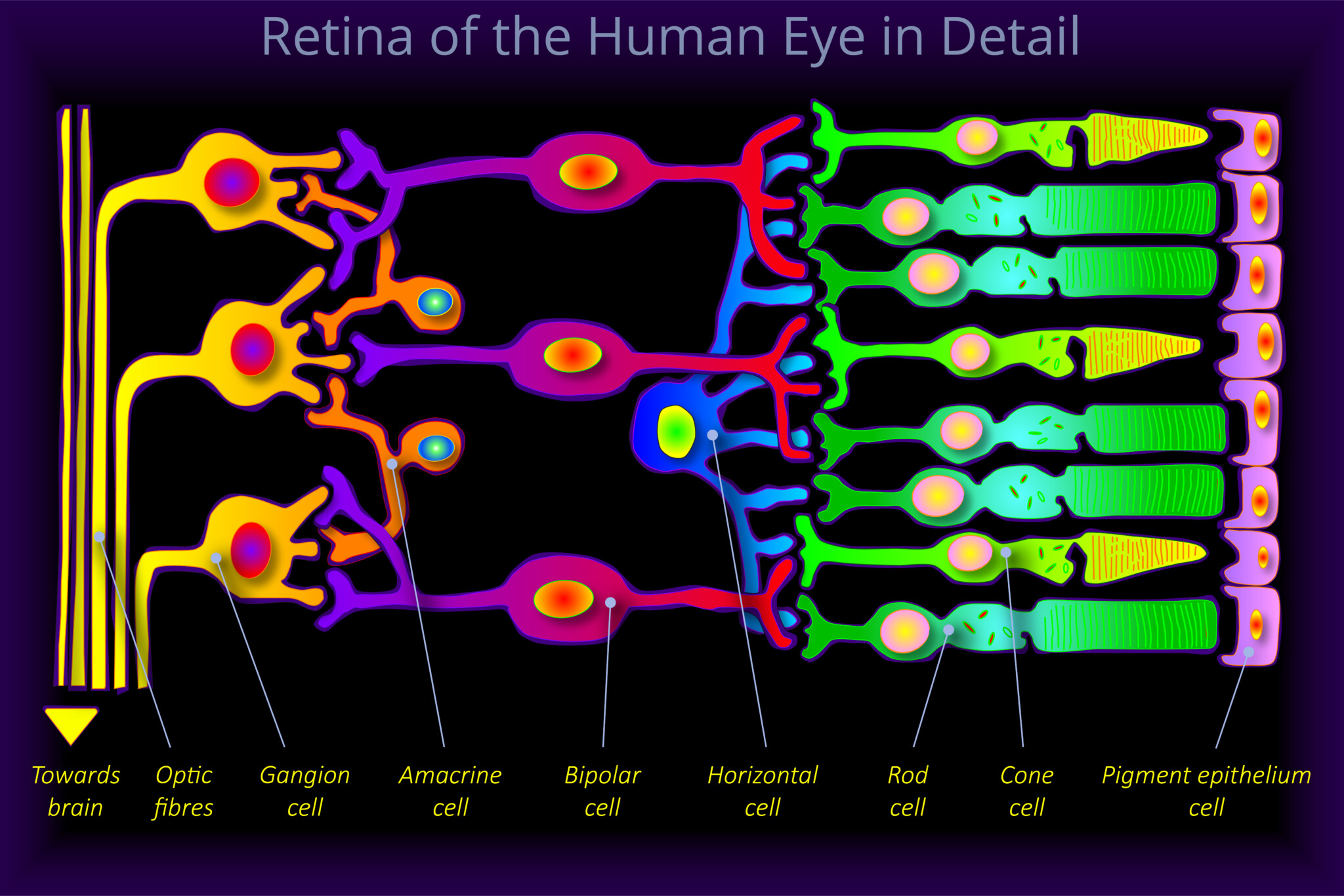 Retina of the Human Eye in Detail