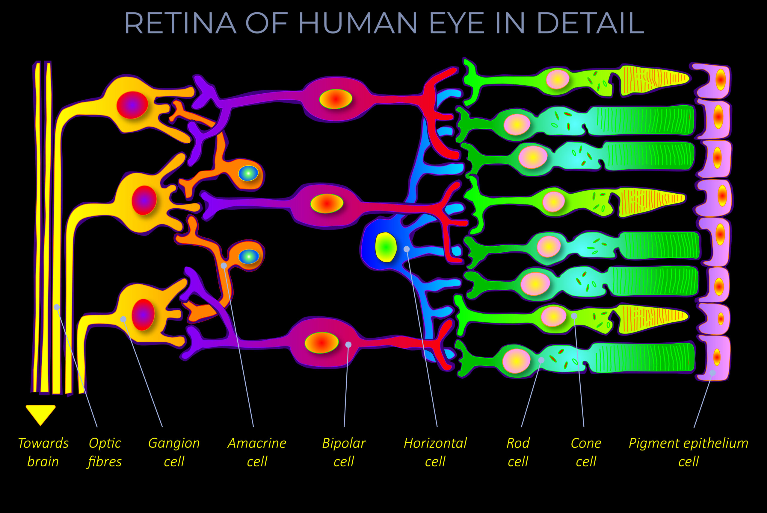 Retina of the Human Eye in Detail