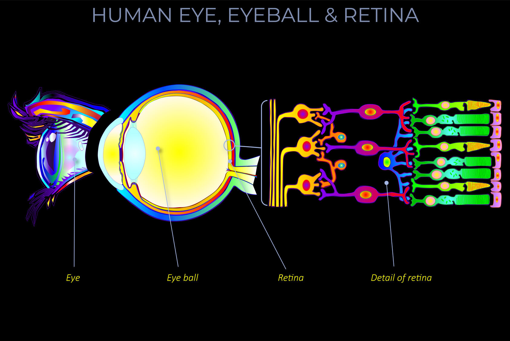 Vibrant diagram of the human eye, retina, and vision process with colourful neural pathways.