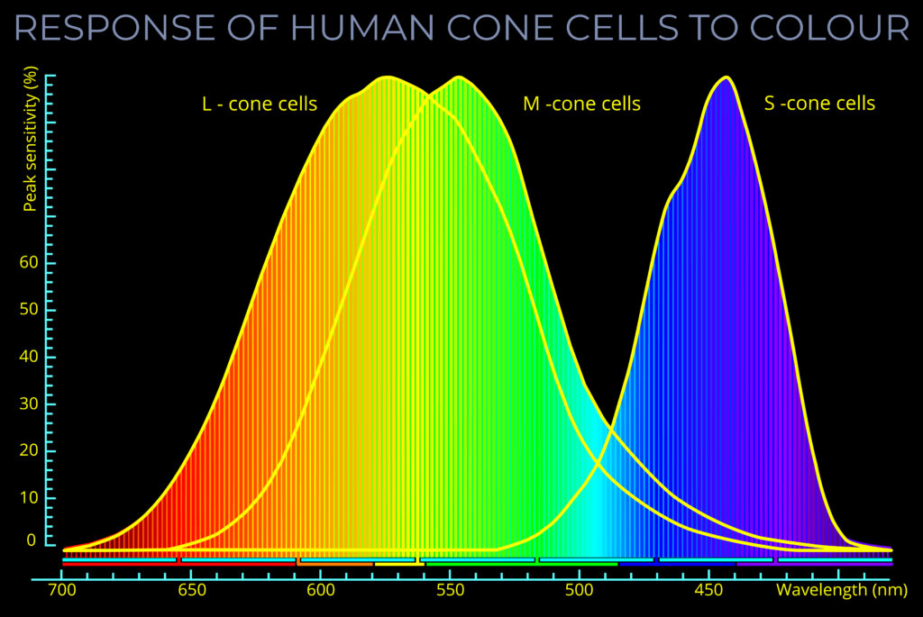 Response of Human Cone Cells to Colour