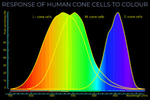 Response of Human Cone Cells to Colour