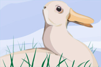 Rabbit Duck Illusion